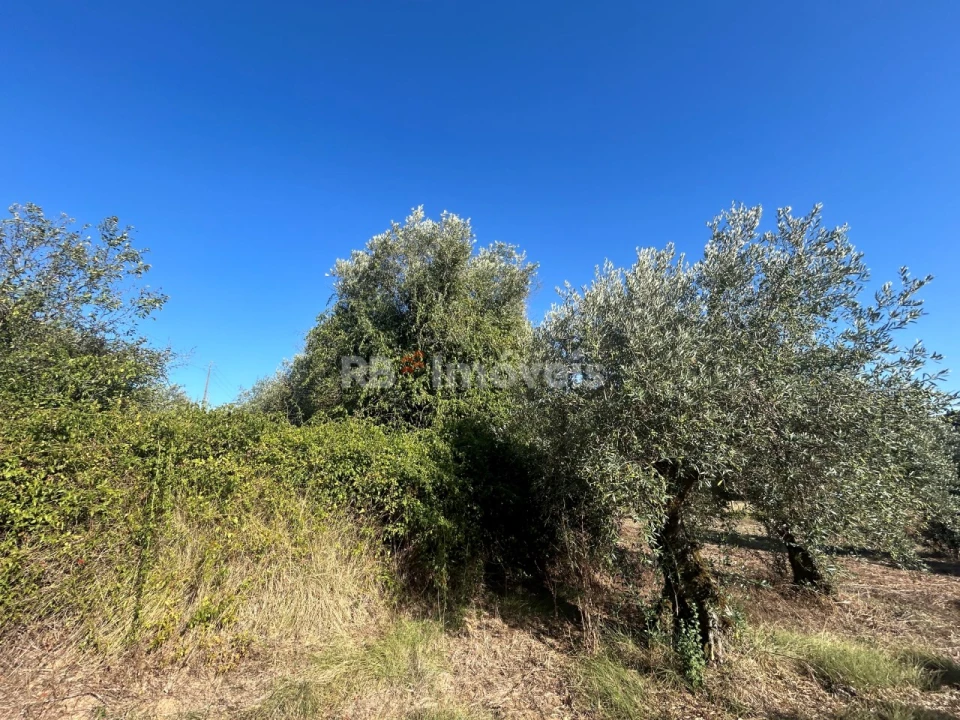 Terreno Agricola ou Rústico para Venda em Serra e Junceira Foto 6