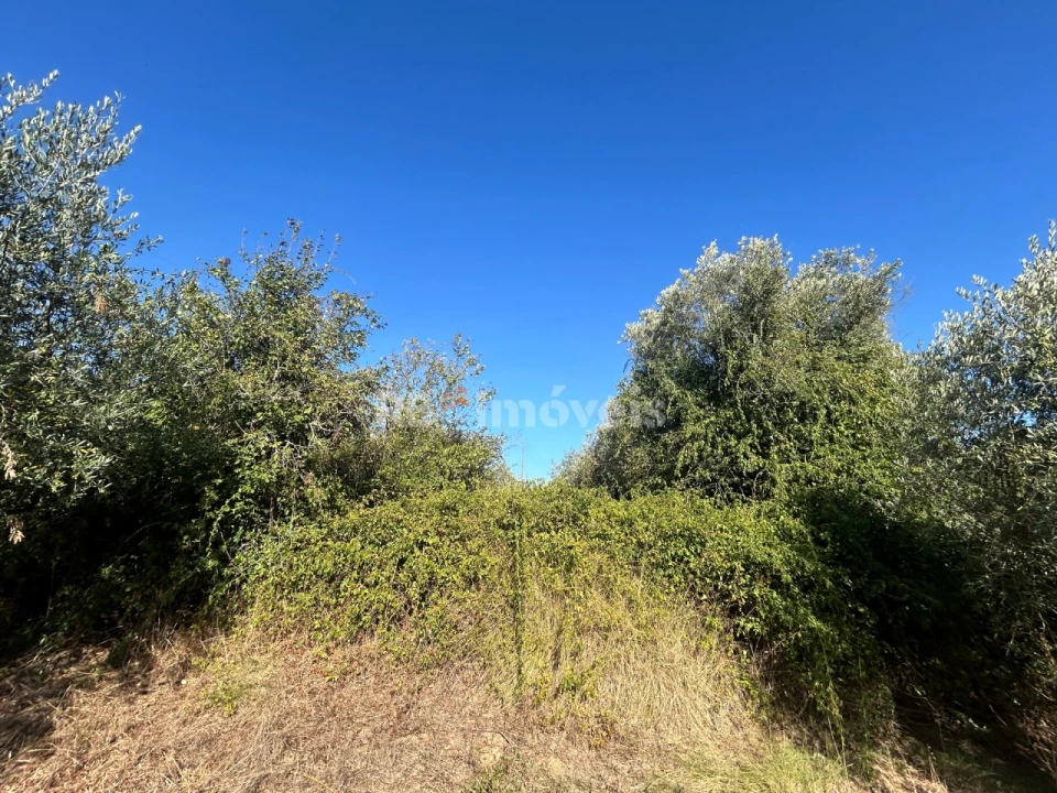 Terreno Agricola ou Rústico para Venda em Serra e Junceira Foto 8