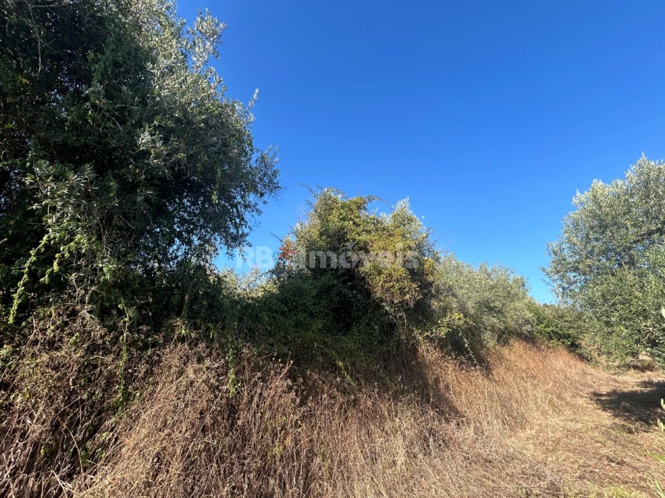 Terreno Agricola ou Rústico para Venda em Serra e Junceira Foto 9