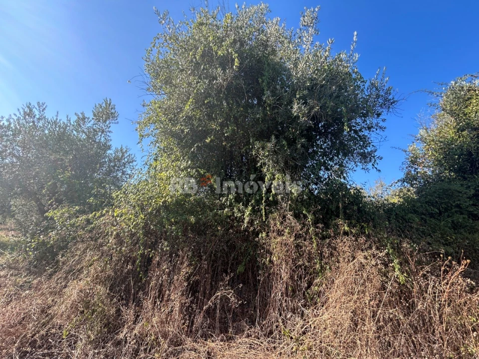Terreno Agricola ou Rústico para Venda em Serra e Junceira Foto 10