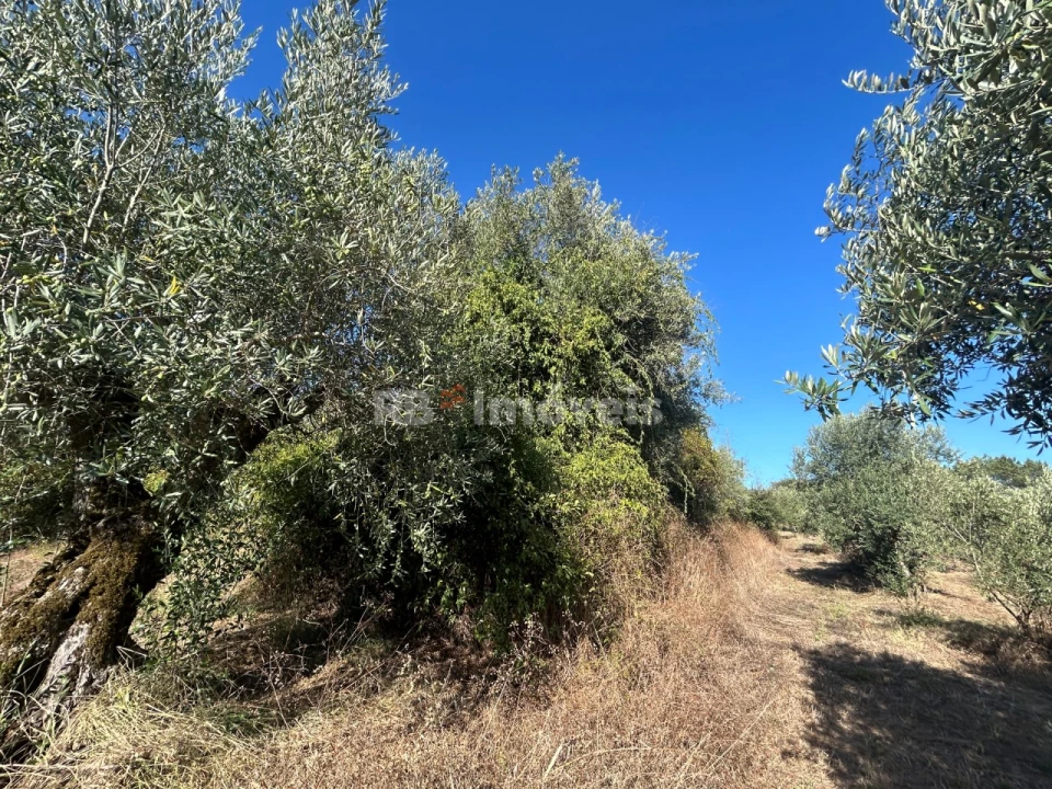Terreno Agricola ou Rústico para Venda em Serra e Junceira Foto 11