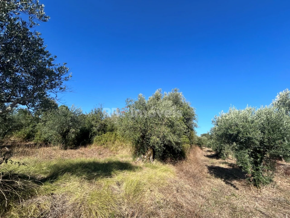 Terreno Agricola ou Rústico para Venda em Serra e Junceira Foto 12