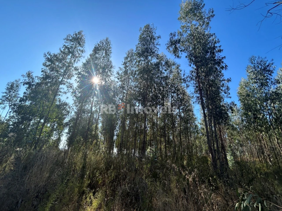 Terreno Agricola ou Rústico para Venda em Serra e Junceira Foto 2