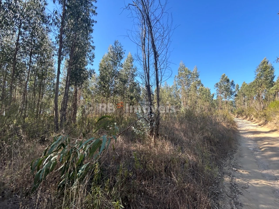 Terreno Agricola ou Rústico para Venda em Serra e Junceira Foto 4