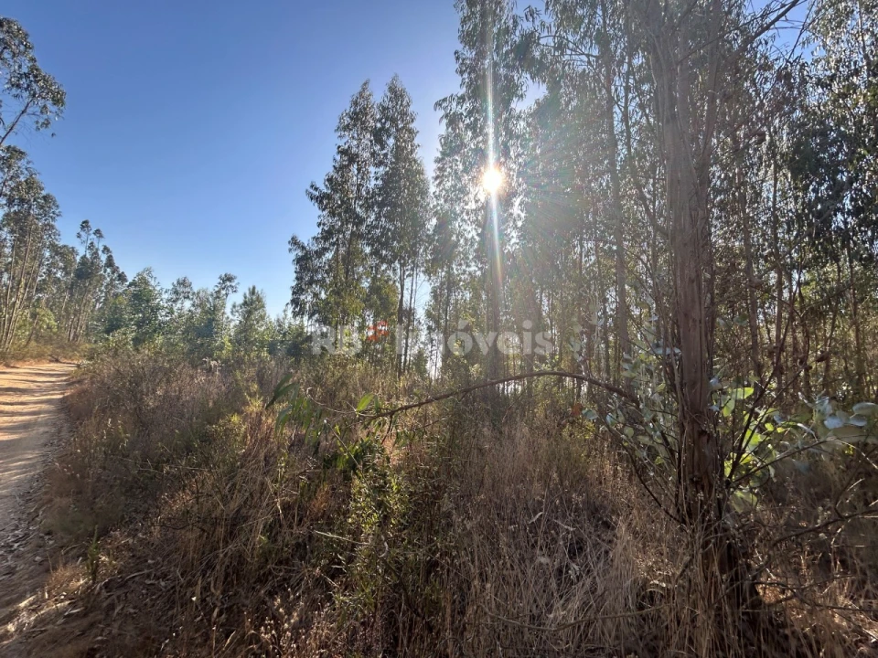 Terreno Agricola ou Rústico para Venda em Serra e Junceira Foto 15