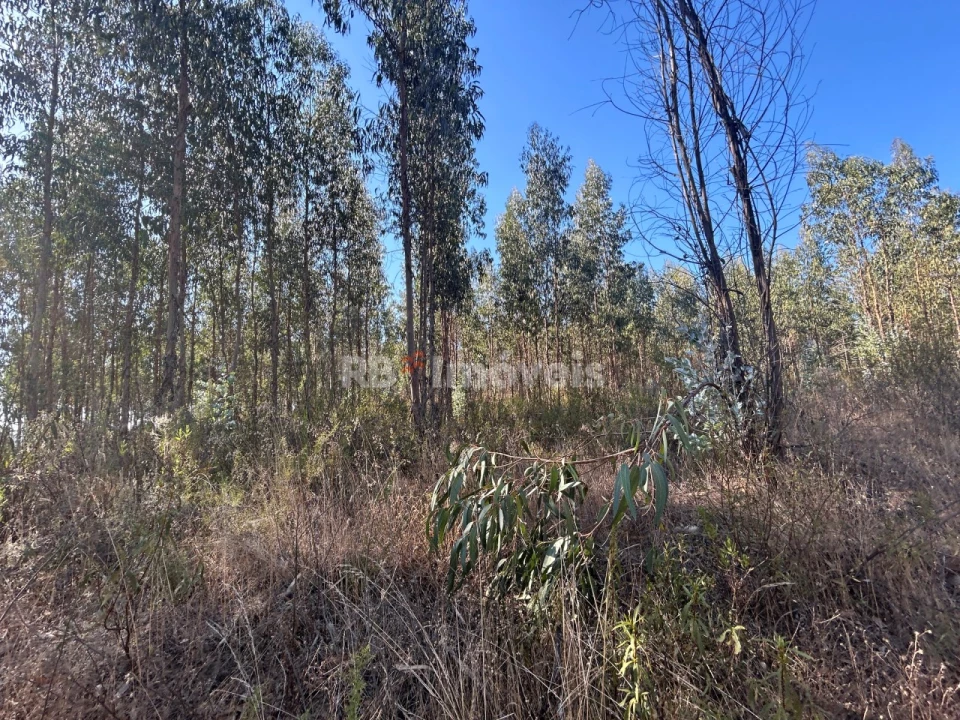 Terreno Agricola ou Rústico para Venda em Serra e Junceira Foto 13