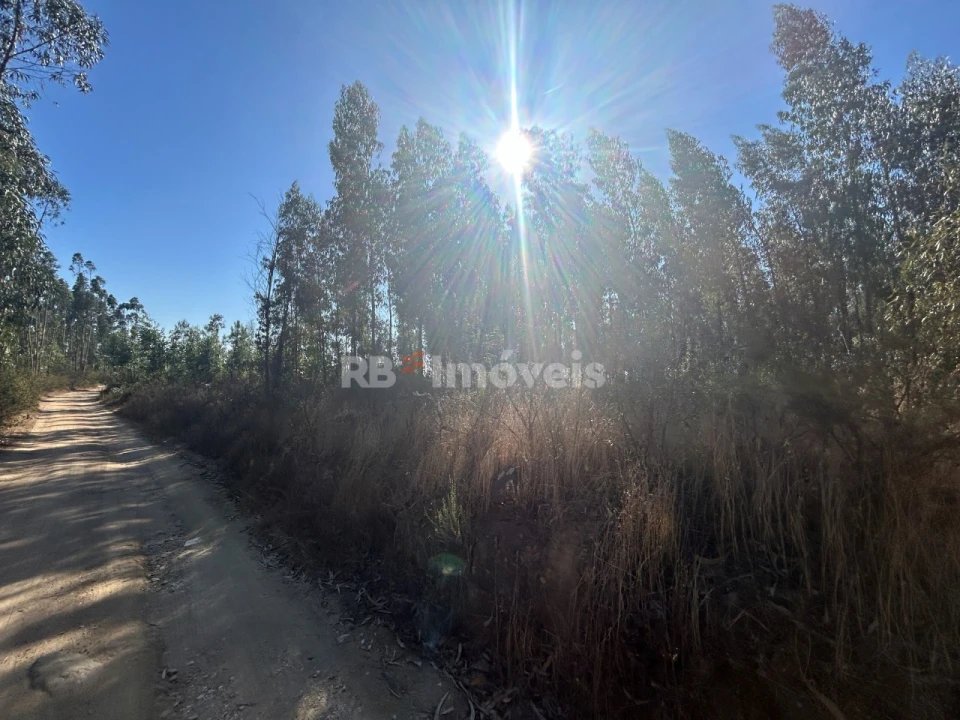 Terreno Agricola ou Rústico para Venda em Serra e Junceira Foto 16