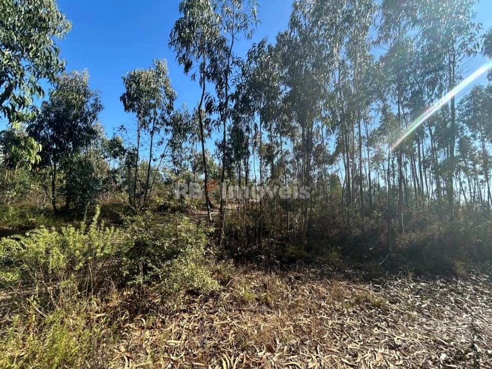Terreno Agricola ou Rústico para Venda em Serra e Junceira Foto 18