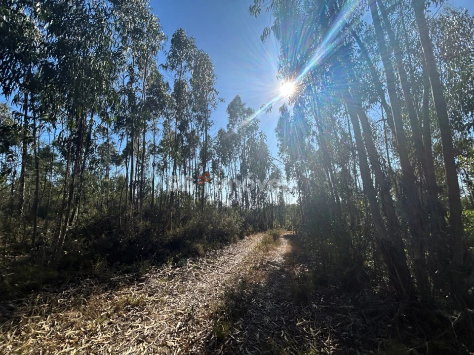 Terreno Agricola ou Rústico para Venda em Serra e Junceira Foto 1