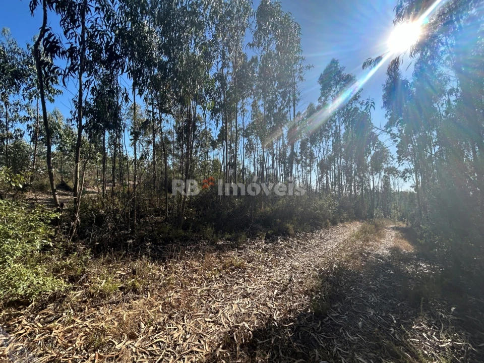 Terreno Agricola ou Rústico para Venda em Serra e Junceira Foto 19