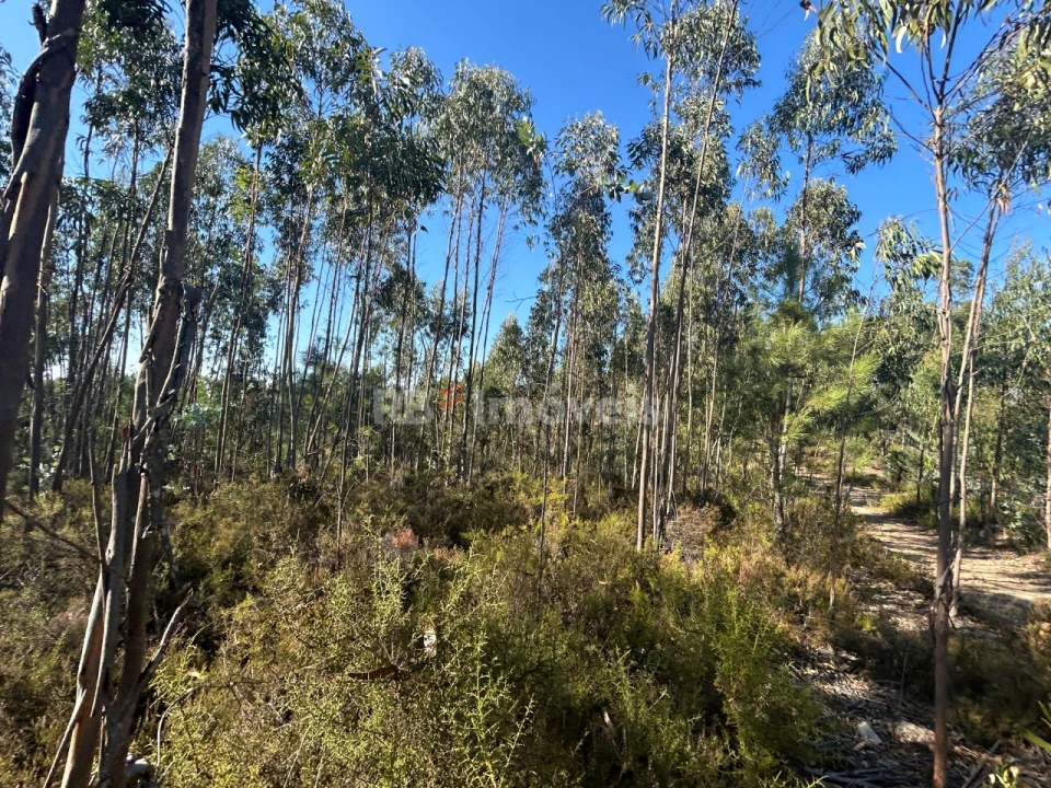 Terreno Agricola ou Rústico para Venda em Serra e Junceira Foto 21