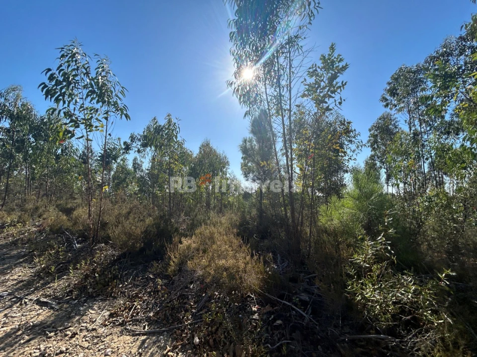 Terreno Agricola ou Rústico para Venda em Serra e Junceira Foto 22