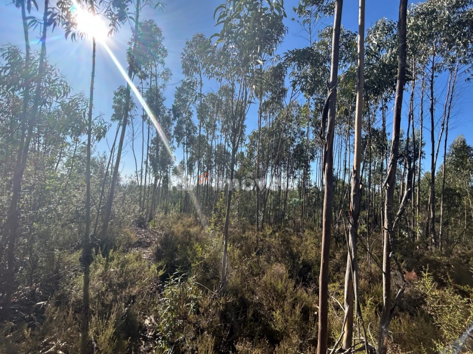 Terreno Agricola ou Rústico para Venda em Serra e Junceira Foto 23