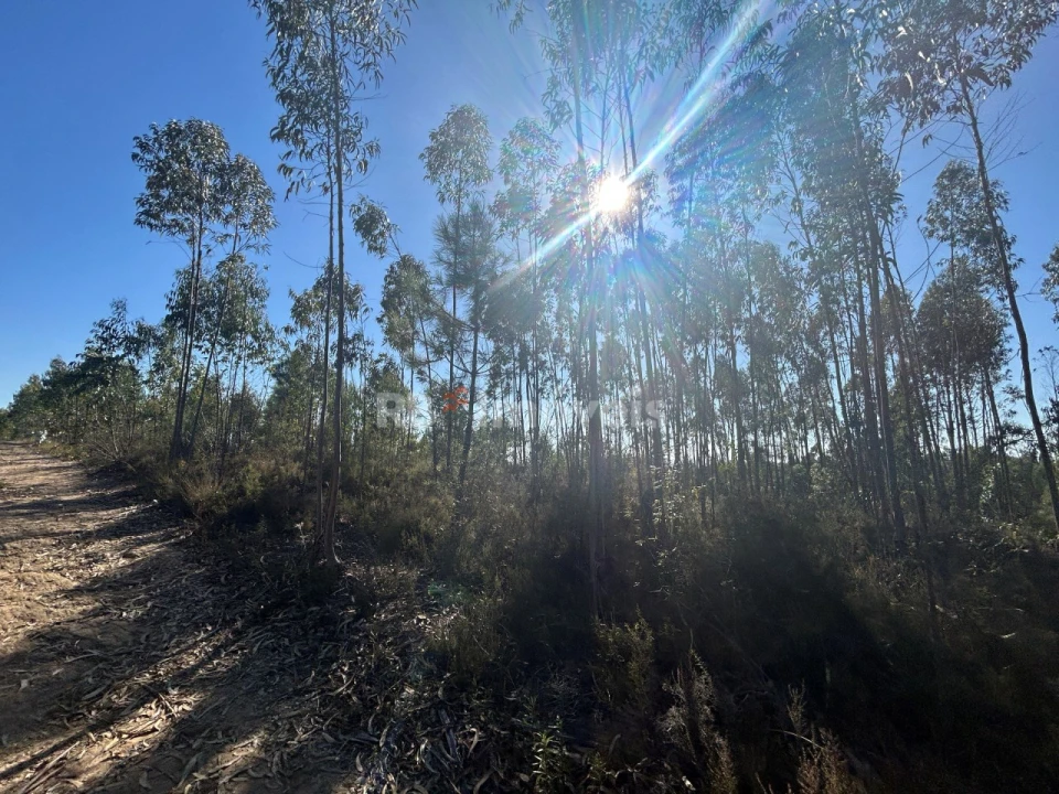 Terreno Agricola ou Rústico para Venda em Serra e Junceira Foto 25