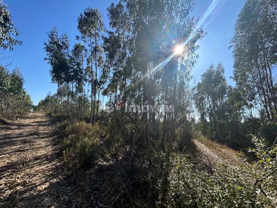 Terreno Agricola ou Rústico para Venda em Serra e Junceira Foto 27
