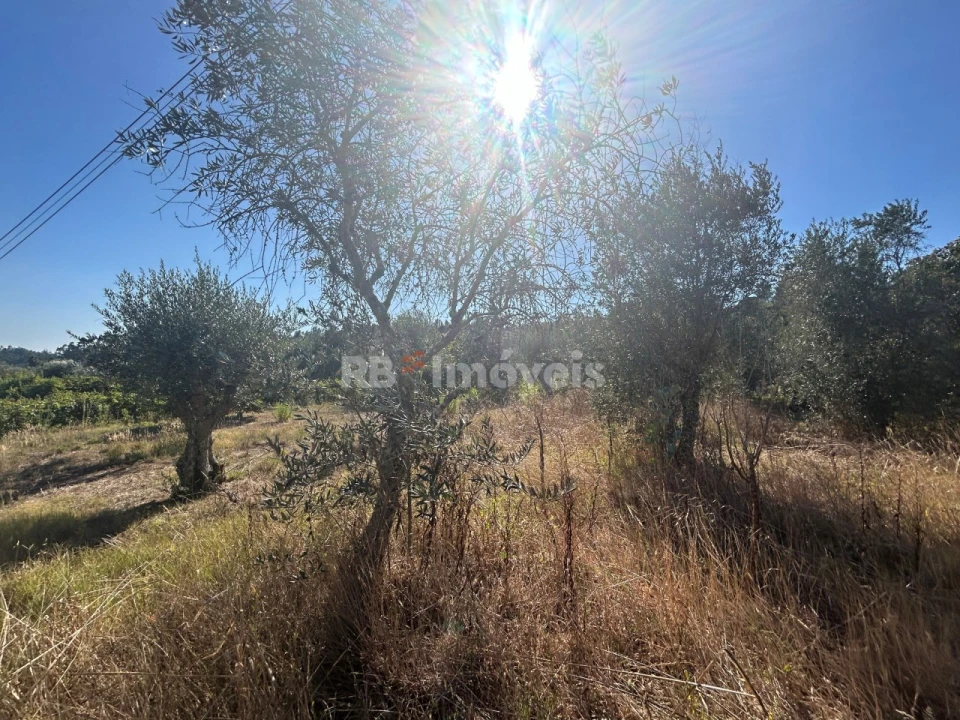 Terreno Agricola ou Rústico para Venda em Serra e Junceira Foto 28
