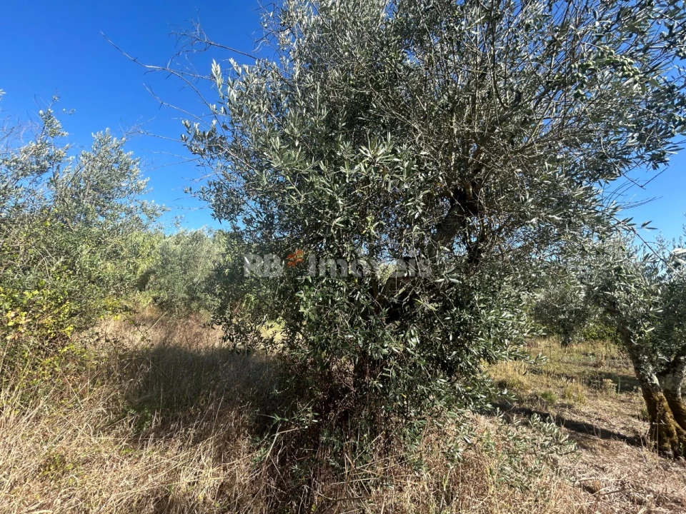 Terreno Agricola ou Rústico para Venda em Serra e Junceira Foto 29
