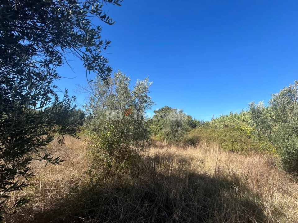 Terreno Agricola ou Rústico para Venda em Serra e Junceira Foto 32