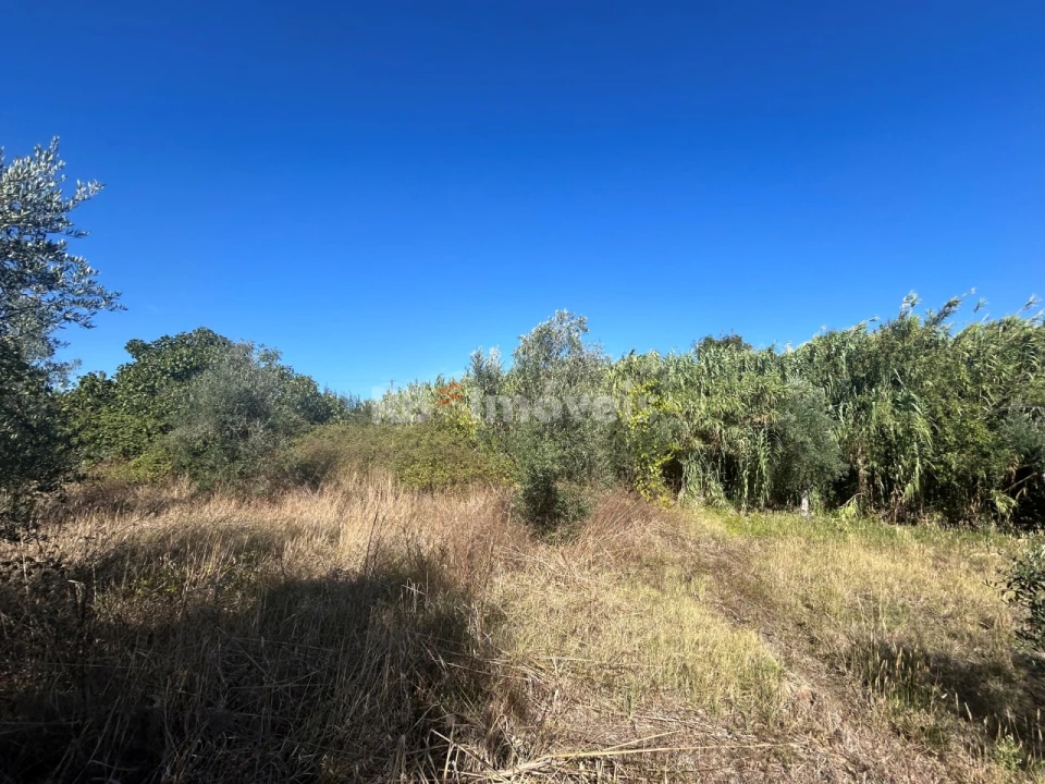 Terreno Agricola ou Rústico para Venda em Serra e Junceira Foto 33