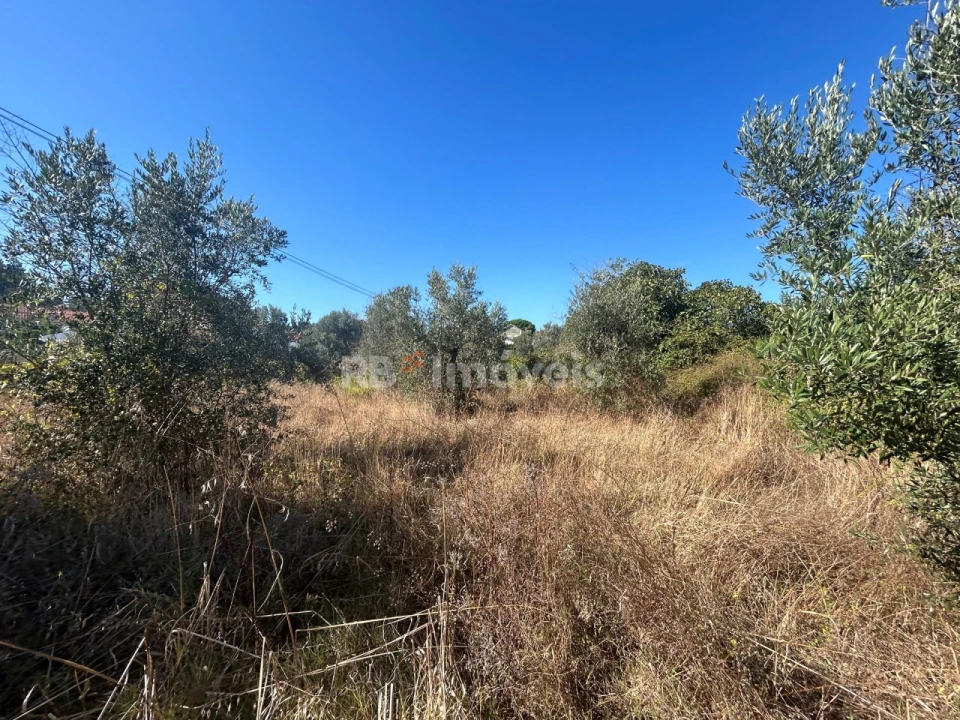Terreno Agricola ou Rústico para Venda em Serra e Junceira Foto 35