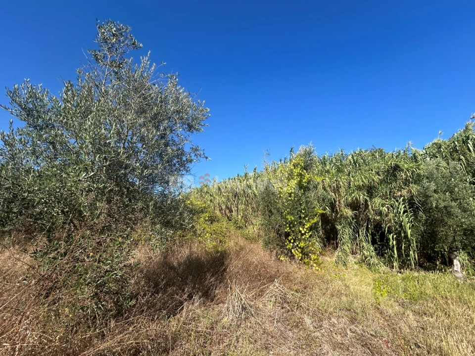 Terreno Agricola ou Rústico para Venda em Serra e Junceira Foto 37
