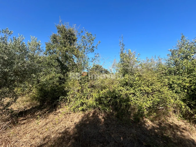 Terreno Agricola ou Rústico para Venda em Serra e Junceira Foto 7