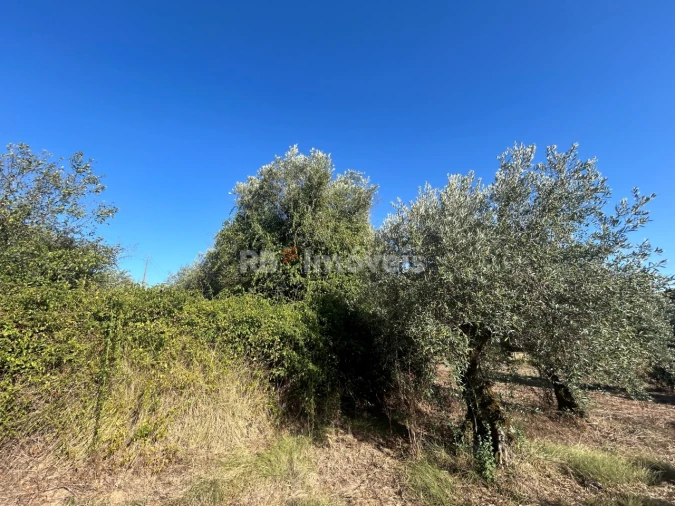 Terreno Agricola ou Rústico para Venda em Serra e Junceira Foto 6