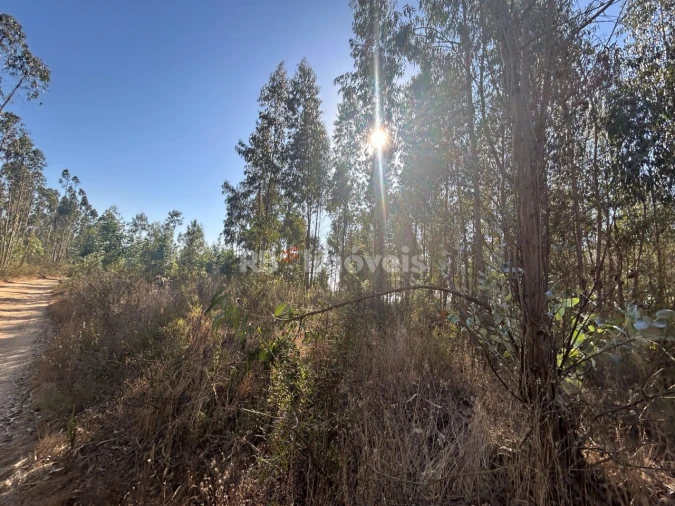 Terreno Agricola ou Rústico para Venda em Serra e Junceira Foto 15