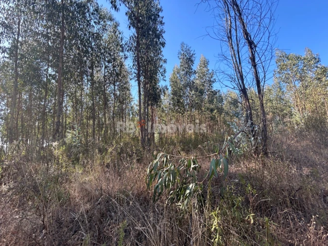 Terreno Agricola ou Rústico para Venda em Serra e Junceira Foto 13