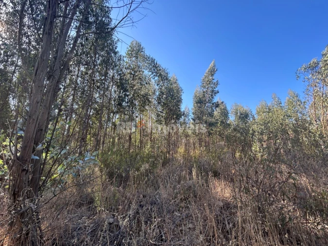 Terreno Agricola ou Rústico para Venda em Serra e Junceira Foto 14