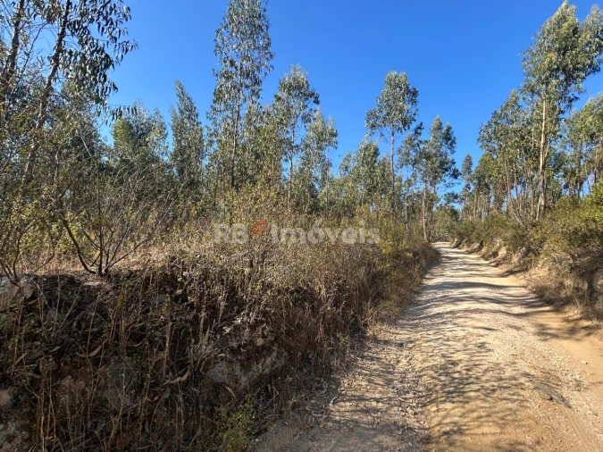 Terreno Agricola ou Rústico para Venda em Serra e Junceira Foto 3