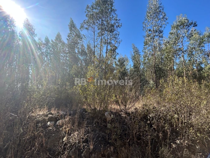 Terreno Agricola ou Rústico para Venda em Serra e Junceira Foto 17
