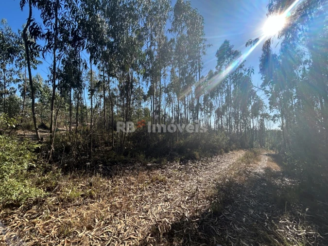 Terreno Agricola ou Rústico para Venda em Serra e Junceira Foto 19