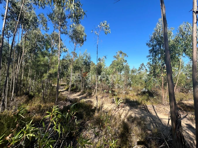 Terreno Agricola ou Rústico para Venda em Serra e Junceira Foto 20