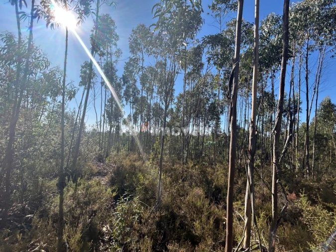 Terreno Agricola ou Rústico para Venda em Serra e Junceira Foto 23