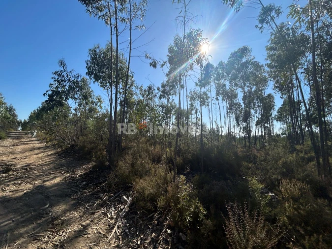 Terreno Agricola ou Rústico para Venda em Serra e Junceira Foto 24