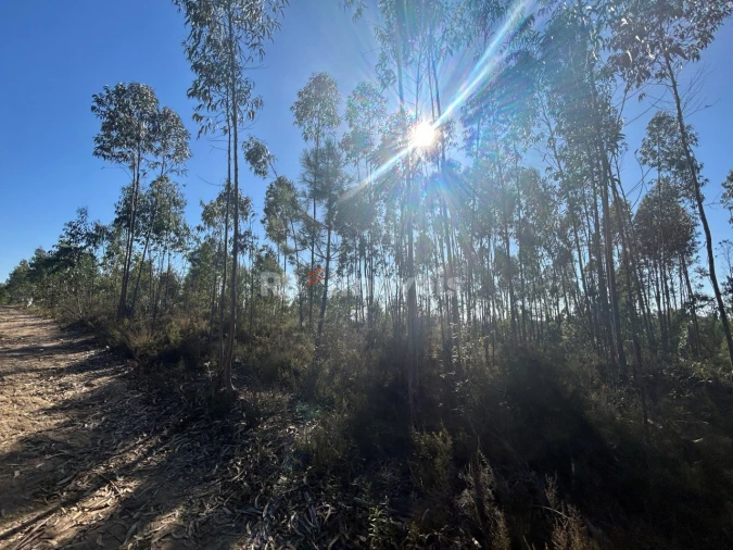 Terreno Agricola ou Rústico para Venda em Serra e Junceira Foto 25