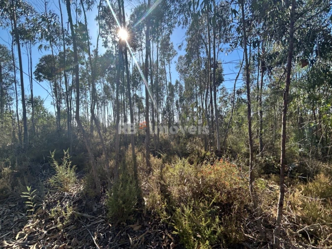 Terreno Agricola ou Rústico para Venda em Serra e Junceira Foto 26