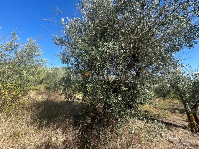 Terreno Agricola ou Rústico para Venda em Serra e Junceira Foto 29