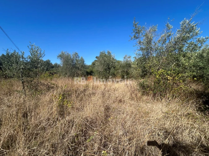 Terreno Agricola ou Rústico para Venda em Serra e Junceira Foto 30