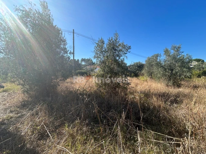 Terreno Agricola ou Rústico para Venda em Serra e Junceira Foto 34