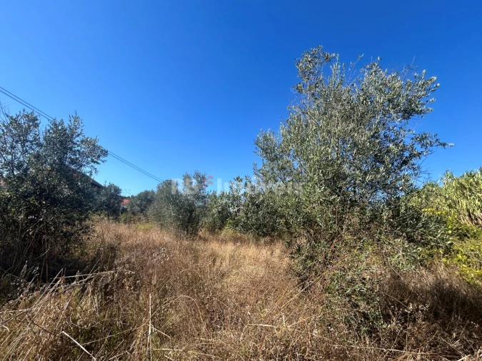Terreno Agricola ou Rústico para Venda em Serra e Junceira Foto 36