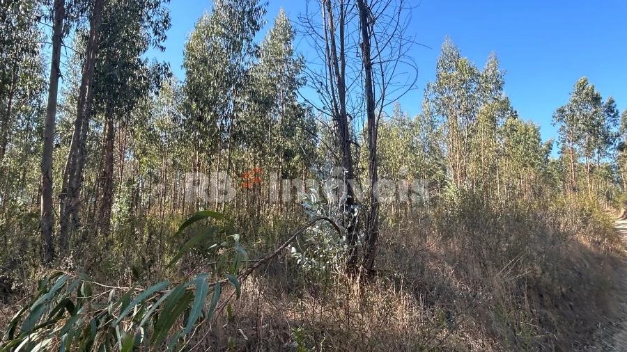 Terreno Agricola ou Rústico para Venda em Serra e Junceira