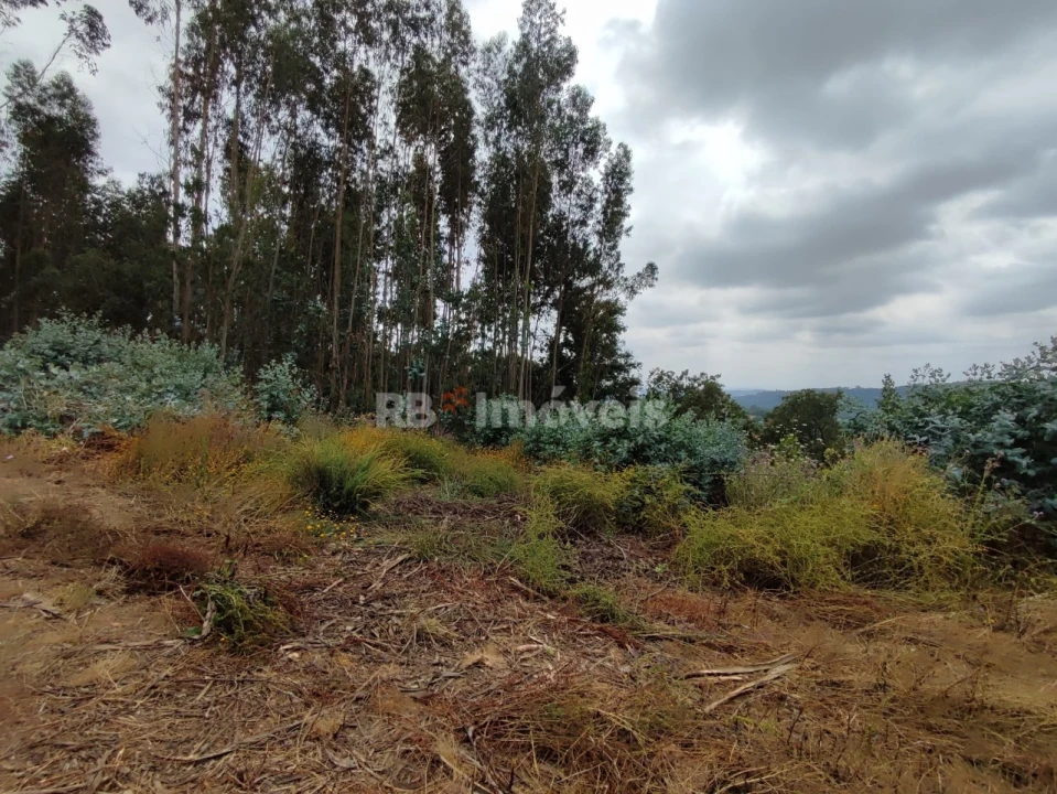 Quinta T3 para Venda em Areias e Pias Foto 62