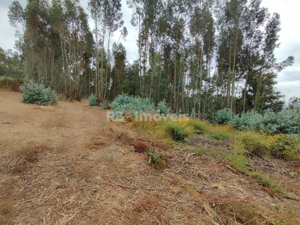 Quinta T3 para Venda em Areias e Pias Foto 64