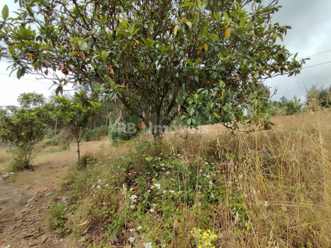 Quinta T3 para Venda em Areias e Pias Foto 43
