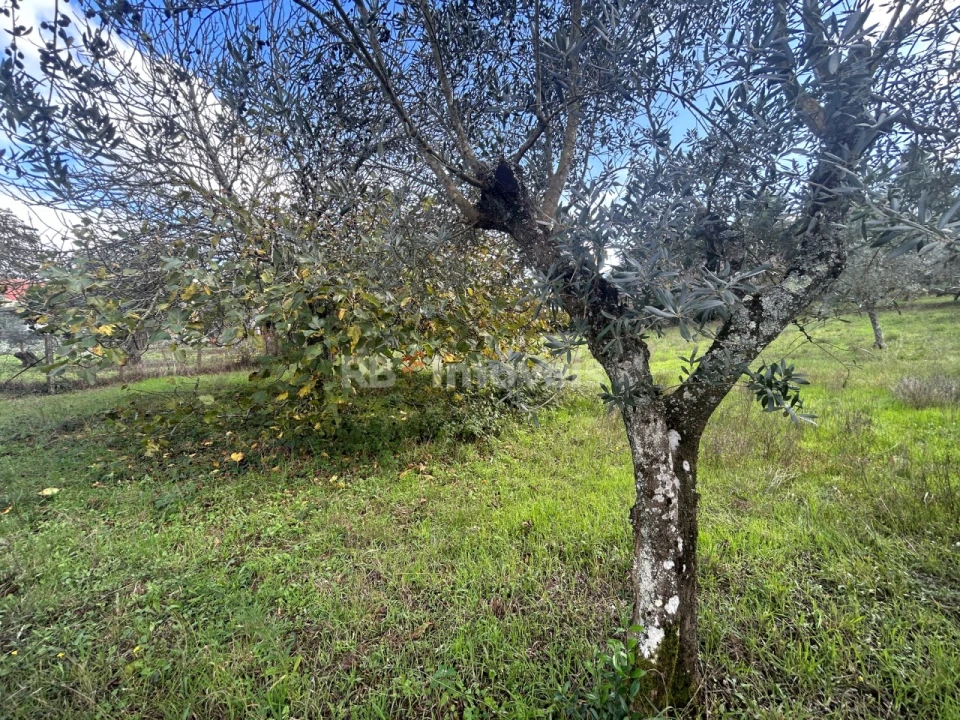 Terreno Agricola ou Rústico para Venda em Nossa Senhora do Pranto Foto 11