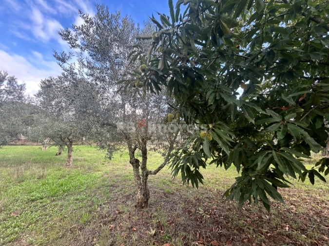 Terreno Agricola ou Rústico para Venda em Nossa Senhora do Pranto Foto 4