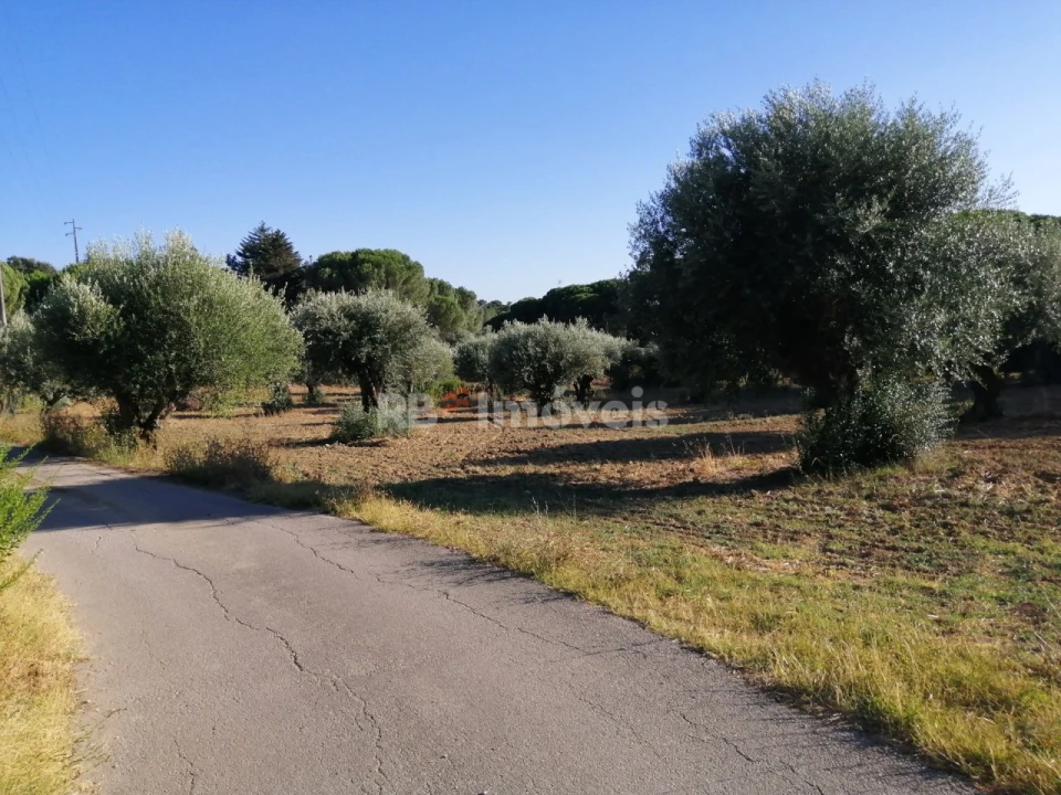 Terreno Agricola ou Rústico para Venda em Torres Novas (Santa Maria, Salvador e Santiago) Foto 6