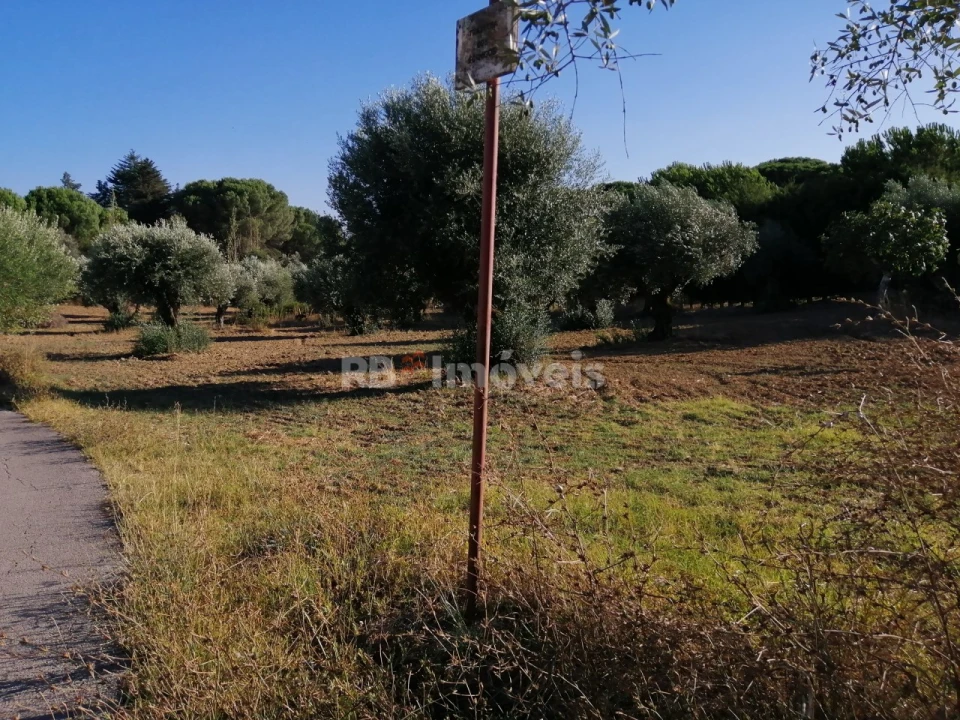 Terreno Agricola ou Rústico para Venda em Torres Novas (Santa Maria, Salvador e Santiago) Foto 11